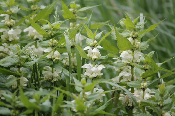 Flowering white dead-nettle (Lamium album) plant with white flowers and green foliage in garden