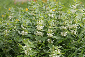Flowering white dead-nettle (Lamium album) plant with white flowers and green foliage in garden