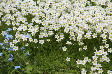White flowers Mossy saxifrage (Saxifraga arendsii Alba) plant in garden