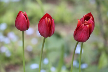 Four burgundy tulips in garden