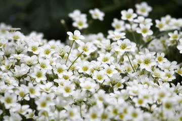 White flowers Mossy saxifrage (Saxifraga arendsii Alba) plant in garden - 507688324