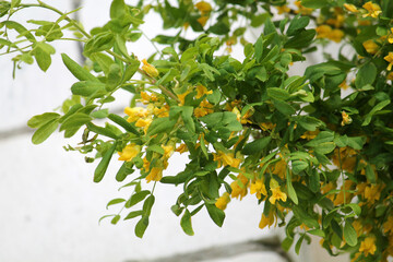 Branch of Siberian peashrub (Caragana arborescens) with green leaves and yellow flowers