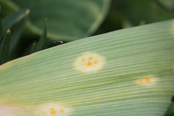 Onion rust (Puccinia allii). Symptoms of fungal disease of onion in form of yellow spots on leaf - 507688333