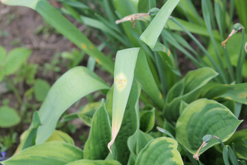 Onion rust (Puccinia allii). Symptoms of fungal disease of onion in form of yellow spots on leaf