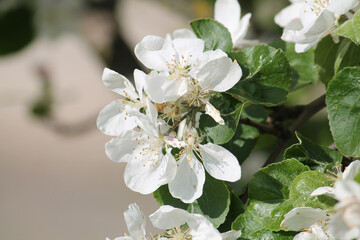 White apple tree flowers close-up in spring garden