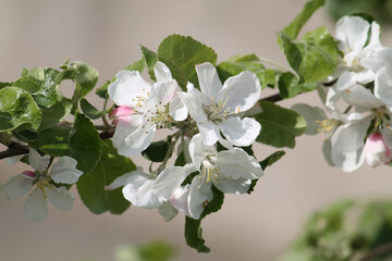White apple tree flowers close-up in spring garden