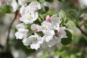 Obraz na płótnie Canvas White apple tree flowers close-up in spring garden