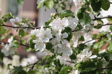 White apple tree flowers close-up in spring garden