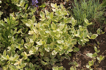 Dwarf periwinkle (Vinca minor) plants with variegated leaves in garden - 507688363