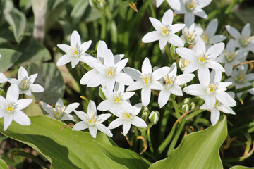 White flowers of star-of-Bethlehem (Ornithogalum umbellatum) plant close-up in garden