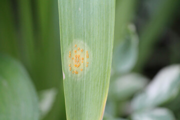 Onion rust (Puccinia allii). Symptoms of fungal disease of onion in form of yellow spots on leaf