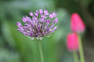 Purple flower of Ornamental Onion (Allium aflatunense) plant close-up in garden