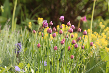 Buds and green leaves of Chives plant (Allium schoenoprasum) in spring garden