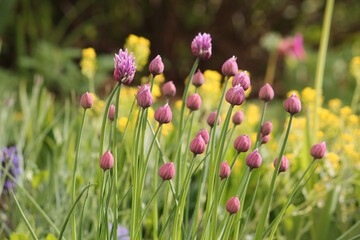 Buds and green leaves of Chives plant (Allium schoenoprasum) in spring garden