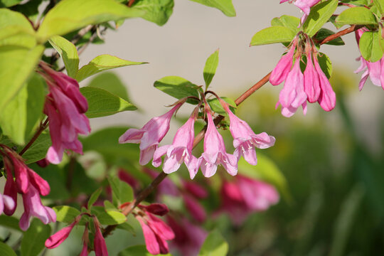 Pink flowers of Weigela praecox plant close-up in garden