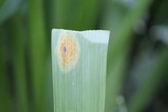 Onion Rust (Puccinia Allii). Symptoms Of Fungal Disease Of Onion In Form Of Yellow Spots On Leaf