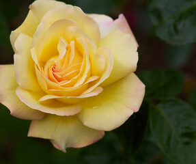 single yellow rose