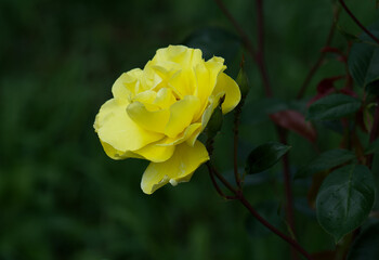 yellow rose in the garden