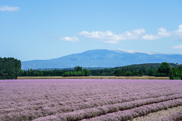 Champ de thym en fleurs, Provence, France, le Mont Ventoux en arrière plan.  - 507688788