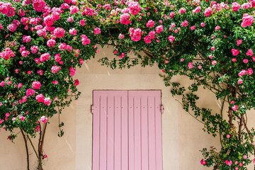 Façade d'une maison, fenêtre avec des volets roses, décoré par des rosiers en fleurs.   - 507688790