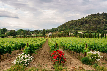 Fototapeta na wymiar Paysage avec des vignobles en Provence, France au printemps, ciel nuageux. Rosiers en fleurs à coté des vignes.. 