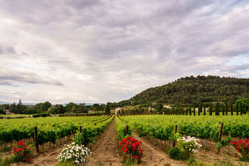 Fototapeta na wymiar Paysage avec des vignobles en Provence, France au printemps, ciel nuageux. Rosiers en fleurs à coté des vignes.. 