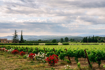 Paysage avec des vignobles en Provence, France au printemps, ciel nuageux. Rosiers en fleurs à coté des vignes..  - 507688797