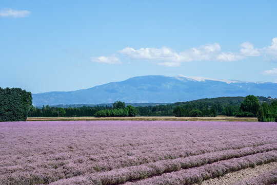 Champ de thym en fleurs, Provence, France, le Mont Ventoux en arrière plan. 