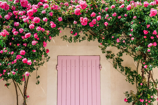 Façade d'une maison, fenêtre avec des volets roses, décoré par des rosiers en fleurs.  