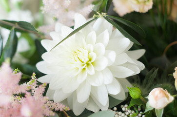 White flower and petals