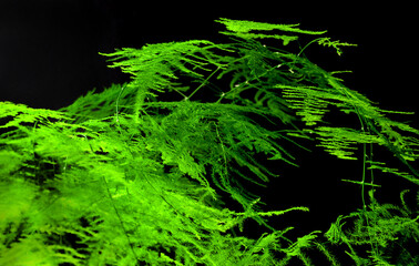 Minimal composition of asparagus growing in a pot. Black background