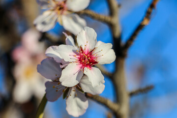 Close Up shot of a blooming white almond flower on a branch
