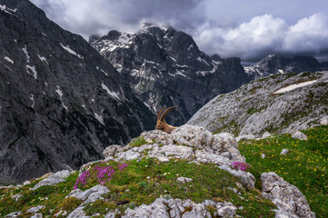 Alpine Ibex in the Julian Alps