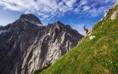 Obraz premium Alpine Ibex in the Julian Alps