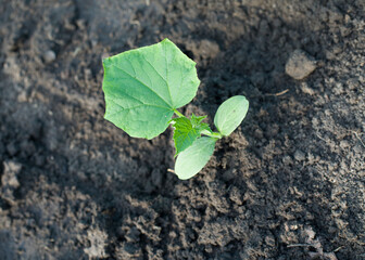 young cucumber seedlings top view