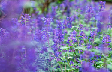 Naklejka premium lavender field in region