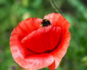 red poppy flower