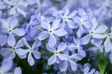 Blue fragrant matthiola flowers in the garden