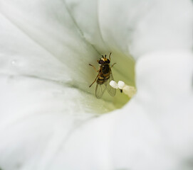 Bee  on a flower