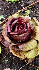 Plant For Salad That Looks Like a Rose In Shape