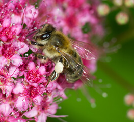 bee on pink flower