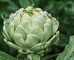 Fototapeta premium artichoke on green background