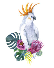 Watercolor parror australian. card background. drawn graphic botanic. tropics image floral decoration. botanical birds sketch indonesian cockatoo. parrot jungle animal tropical exotic.
