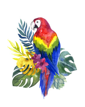 Watercolor parror australian. card background. drawn graphic botanic. tropics image floral decoration. botanical birds sketch indonesian cockatoo. parrot jungle animal tropical exotic.