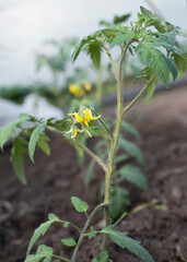 flowering tomato seedling