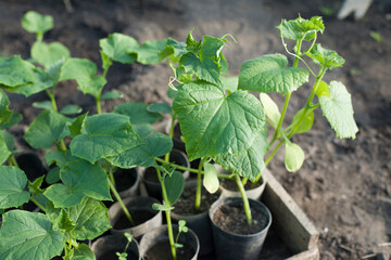 seedlings of young cucumbers in the garden