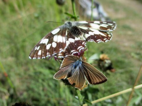 Papillon Demi-deuil (Melanargia galathea) pos&eacute;  sur une fleur, au dessus d'un Polyommatus damon