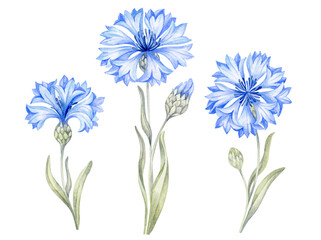 Blue cornflower flowers, stems with leaves. Set wildflowers mountain centaurea knapweed  isolated on white background. Hand drawn painting watercolor botanical illustration