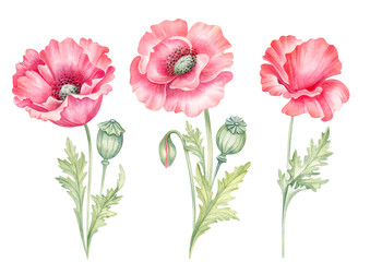 Red poppy flowers and buds . Perfect for summer or romantic design poster, greeting cards or invitations. Wildflowers hand drawn watercolor illustration isolated on white background