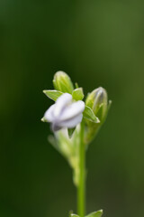 weiße Blüte - Blütenknospen
